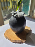 Chrysanthnum Flower (Desert Rose)